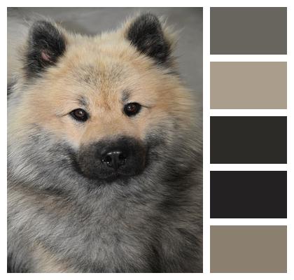 Portrait Of Dog Eurasier Dog Eurasier Image